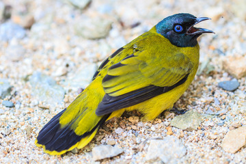 Black-headed Bulbul, Pycnonotus atriceps
