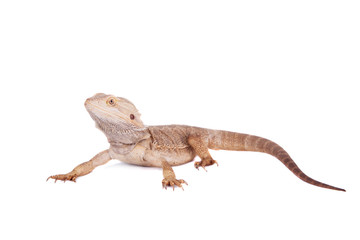 Central Bearded Dragon on white background