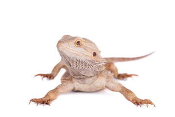 Fototapeta premium Central Bearded Dragon on white background