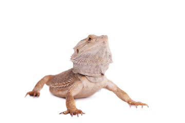 Central Bearded Dragon on white background