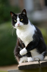 Naklejka na ściany i meble Black and white cat with hunter eyes