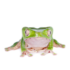 Giant leaf frog on white background