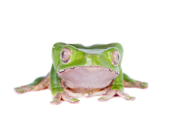 Giant leaf frog on white background