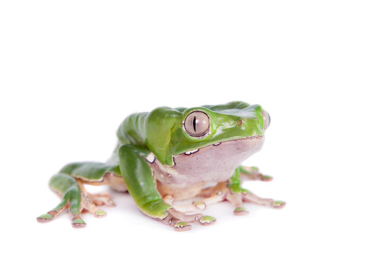 Giant leaf frog on white background