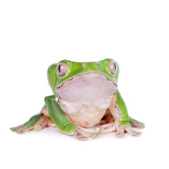 Giant leaf frog on white background