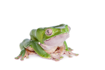 Giant leaf frog on white background
