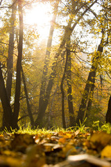 Obraz premium Mysterious sunset in the forest