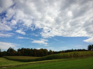 Fototapeta na wymiar Maisfeld im Herbst