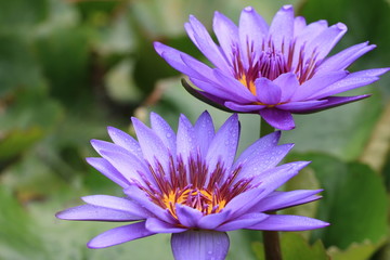 Water Lily flowers