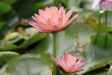 Water Lily flowers © qaz1235