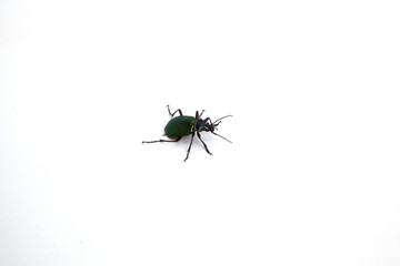 Beetle