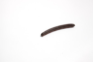 Millipede