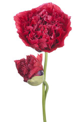 Fototapeta premium poppy