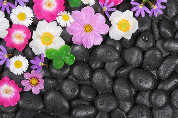 Stones with  flowers and waterdrops