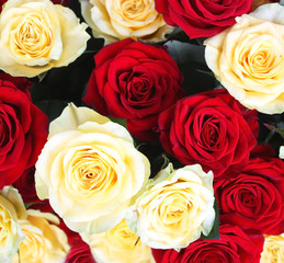 Yellow and red rose