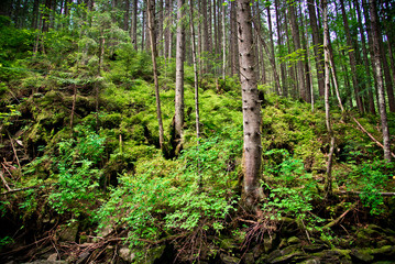 Old forest in the mountains