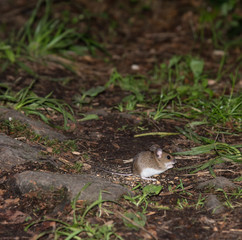 Mouse in the forest
