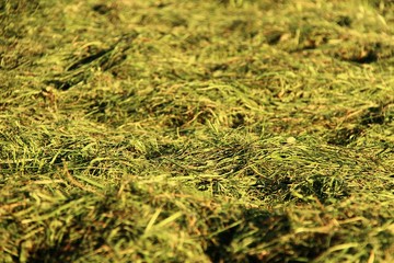 frisch geschnittenes gras I