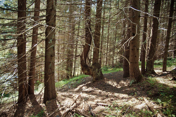 Old forest in the mountains with pine trees