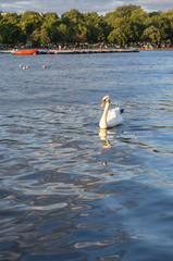 Fototapeta na wymiar Swan