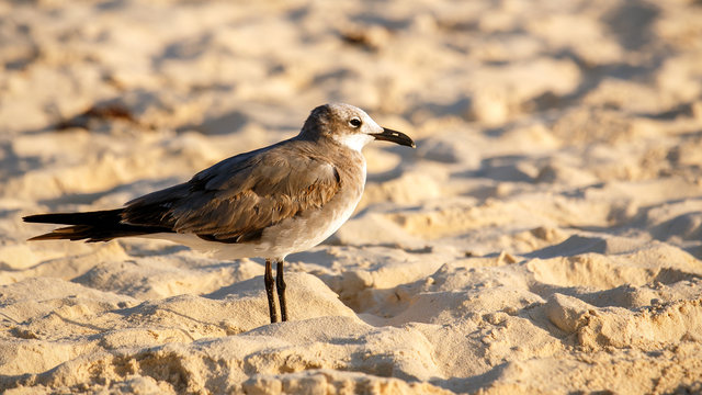 Lonely seagull on sandy beach