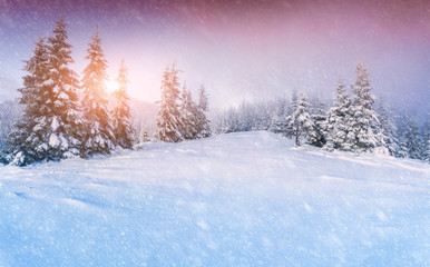 Colorful panorama of the winter sunrise in the mountain forest