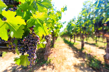 Bunches of red wine grapes hanging around