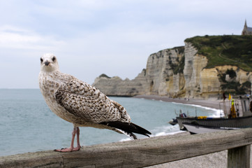 Etretat seagull