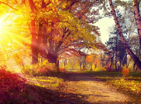 Fall. Autumnal Park. Autumn Trees and Leaves in sun light