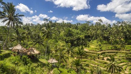 Fototapeta na wymiar View of rice fields in Bali