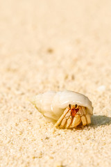 close view of crab with shell on sandy beach in maldives