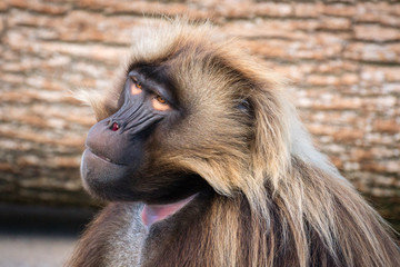 Pavian Portrait
