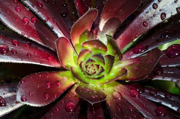 Waterdrops on a succulent