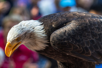 Weißkopfseeadler