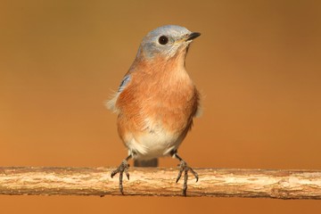 Male Eastern Bluebird
