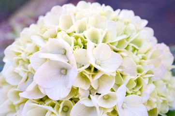 Fototapeta na wymiar White Hydrangea Blooming