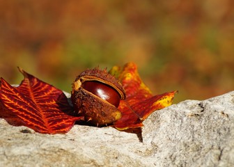 Autumn chestnuts