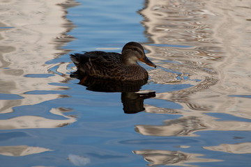 the duck floats between reflections of buildings
