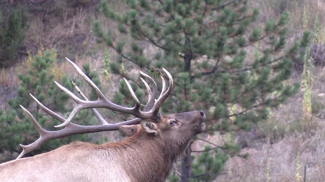 Bull Elk Bugling