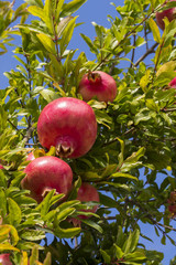 Pomegranates on the tree