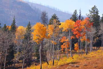 Autumn trees in Yellostone