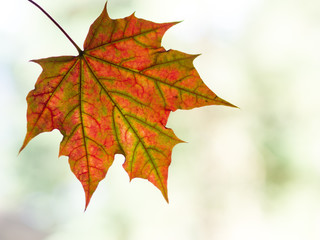 Autumn leaf with copy space
