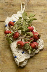 Rosa Canina Hondsroos Hunds-Rose Dog rose mosqueta