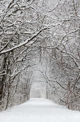 Trees covered by snow