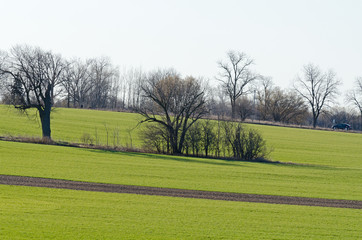 cultivated farmers field