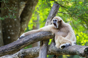 Monkey-Gibbon
