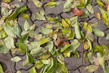 autumn background