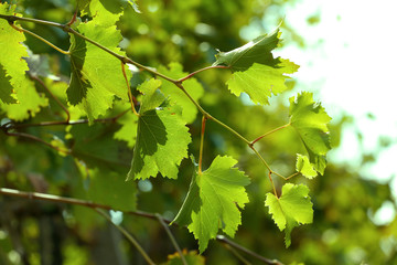 Grape leaves and sun beams
