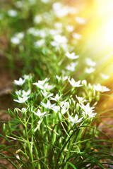 Little spring flowers, outdoors