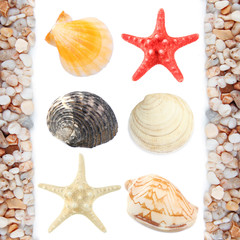 Collage of shells and other beach flotsam isolated on white